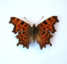 Comma butterfly female for sale  CHORLEY