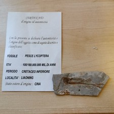 Fossile lycoptera cretaceo usato Fossile lycoptera cretaceo usato  Casalpusterlengo