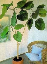 Ficus auriculata pflanze gebraucht kaufen Ficus auriculata pflanze gebraucht kaufen  Kaiserslautern