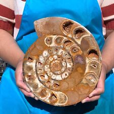 Hermosa muestra mineral de cristal de caracola en rodajas fósil natural de 5,23 lb 2276 segunda mano  Embacar hacia Mexico