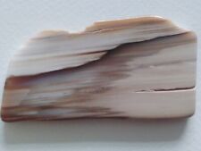 Polished fossil wood. for sale  CHIPPENHAM