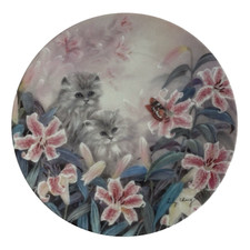 Coa flowering fascination for sale  Brandon