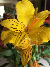 Gorgeous alstroemeria sussex for sale  Elk Grove