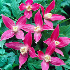 Clematis ruby plant for sale  UK