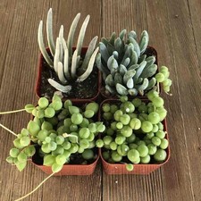 Senecio succulent live for sale  Terrell