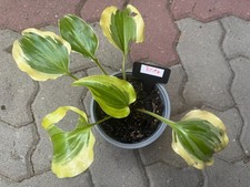 Hosta funkie blitz gebraucht kaufen  Westerrönfeld