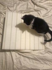 See saw cat for sale  SUTTON COLDFIELD