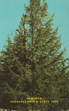 Cartolina hemlock albero usato  Spedire a Italy
