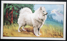 Samoyede vintage 1936 d'occasion  Expédié en Belgium