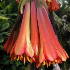 Beautiful rare cyrtanthus for sale  San Francisco