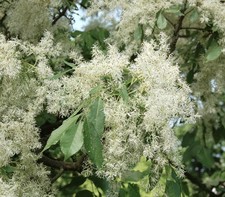 Fraxinus bungeana cenere usato  Napoli