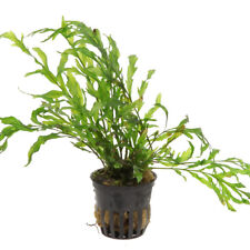 Bolbitis heudelotii tropica for sale  MANSFIELD