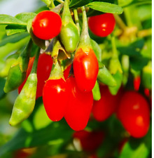 Rare gogyberry fruit for sale  Philadelphia