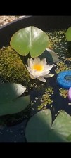 Amazing hardy white for sale  Hampton