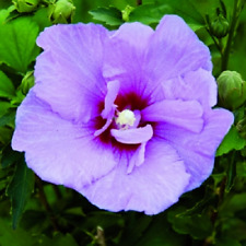 Hibiscus syriacus lavanda usato  Italia