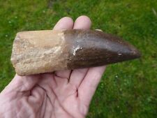 Dent fossilisee carcharodontos d'occasion  Saint-Girons