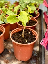 Capers capparis spinosa for sale  NEWENT
