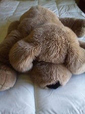 Commonwealth jumbo puppy for sale  Broomfield
