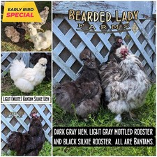 Sale fertile hatching for sale  Denmark