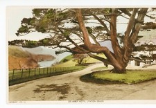 Devon lynton lee for sale  COLCHESTER