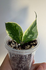 Hoya polyneura albo d'occasion  Expédié en Belgium