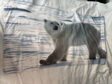 Polar bear beach for sale  RHYL