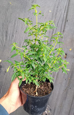 Yes two plants for sale Yes two plants for sale  NORTHAMPTON