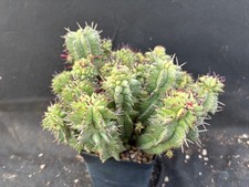 Euphorbia horrida monster usato  Massafra