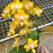 Phal. dazzling star for sale  Hilliard