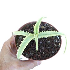 Aloe arborescens variegato usato  Napoli