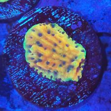 Rising phoenix montipora for sale  BIRMINGHAM