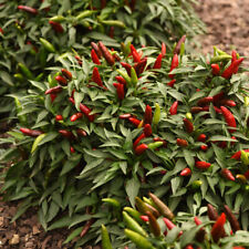 Chilli pepper quickfire for sale  LLANDYSUL