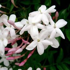 Jasmine 12cm pot for sale  GLASGOW