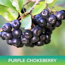 Purple chokeberry seeds for sale  Belmont