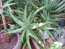 Semi aloe longibracteata usato  Trappeto