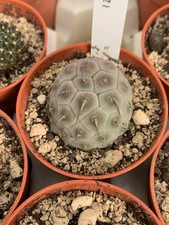 Tephrocactus geometricus kff12 d'occasion Tephrocactus geometricus kff12 d'occasion  Langon