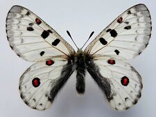 Parnassius actius brutus usato  Spedire a Italy