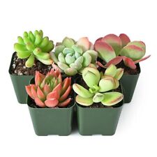 Assorted potted succulent for sale  Temecula