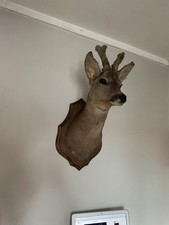 Vintage deer stag for sale  FALKIRK