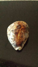 Sea shells cypraea for sale  Parker