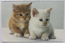 Adorable orange white for sale  Pflugerville