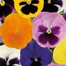 Pansy spring mix for sale  HAILSHAM