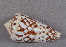 SEASHELL CONUS AMMIRALIS Gem operculum 59mm, usado comprar usado  Enviando para Brazil