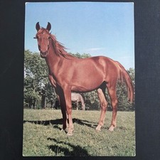 trakehner gebraucht kaufen trakehner gebraucht kaufen Beeskow