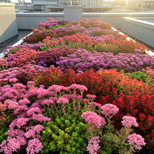 200 sedum seeds for sale  Greenville