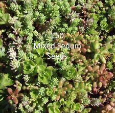 250 mixed sedum for sale  BASILDON