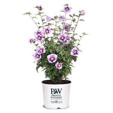 Gallon proven winners for sale  Brentwood