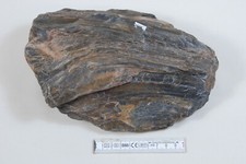Versteinertes holz kieselholz gebraucht kaufen  Schifferstadt