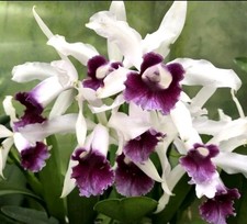 Schilleriana blue paradise for sale  Fort Pierce