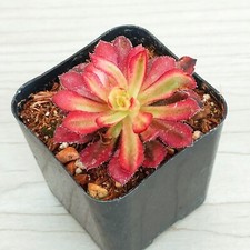 Succulent aeonium mardi for sale  San Jose